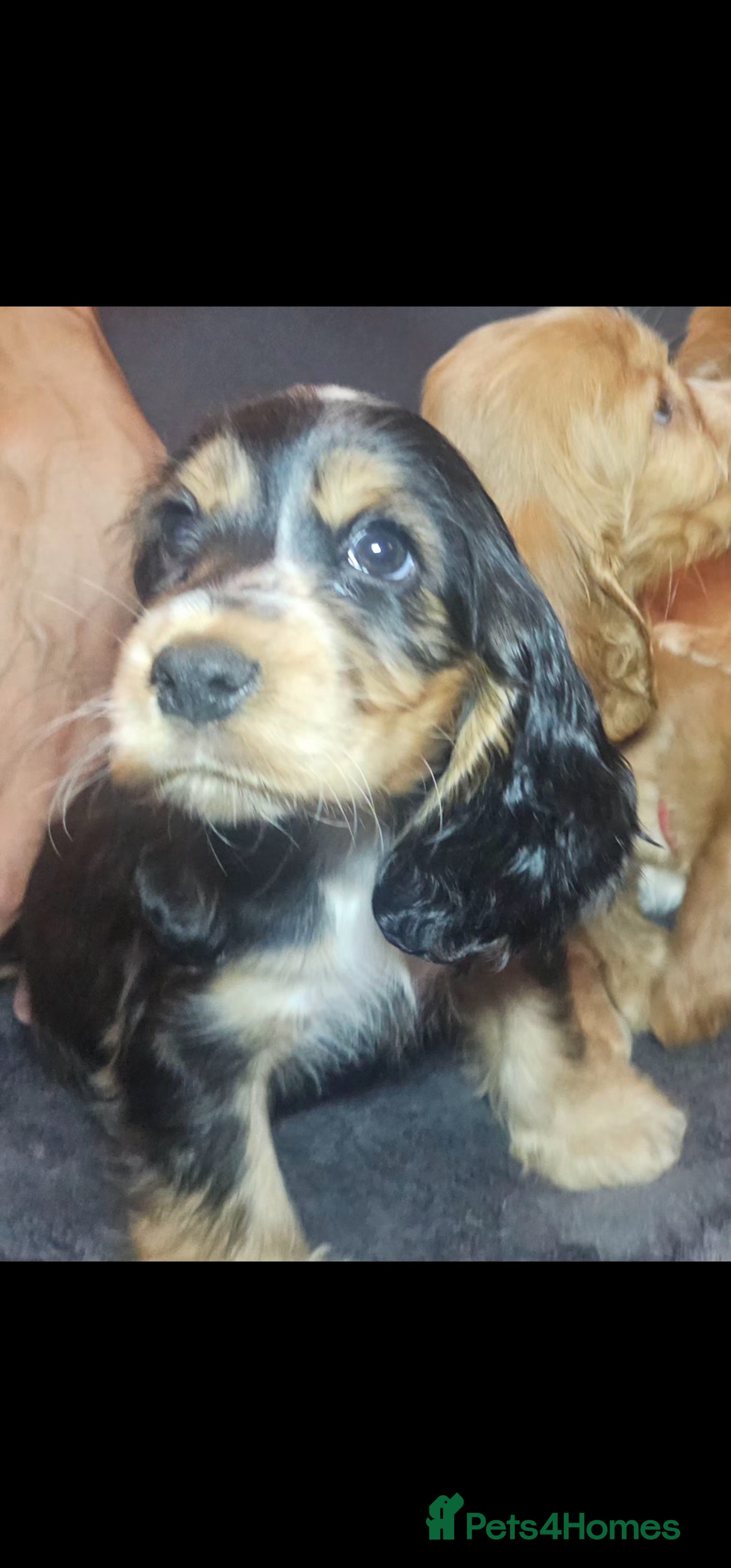 Cocker Spaniel dogs KC Show Type cocker spaniel puppies  - Advert 2