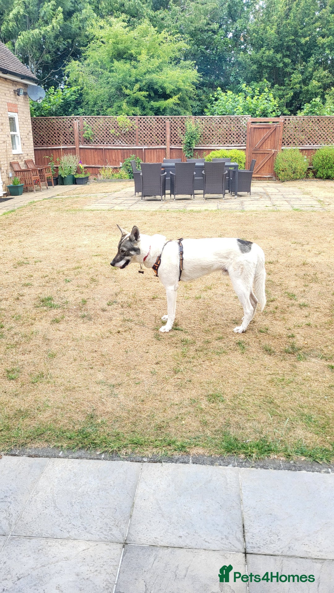 Siberian Husky dogs for sale: Our amazing Siberian Husky "Rocky" - Advert 12