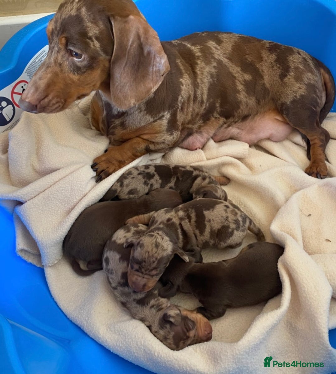 Miniature Dachshund dogs for sale: BEAUTIFUL PRA CLEAR & KC REG MINIS - Advert 34