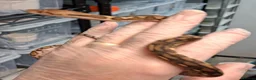 Python Snake reptiles for sale: Malayopython's Dwarf - Super Dwarfs - Advert 3