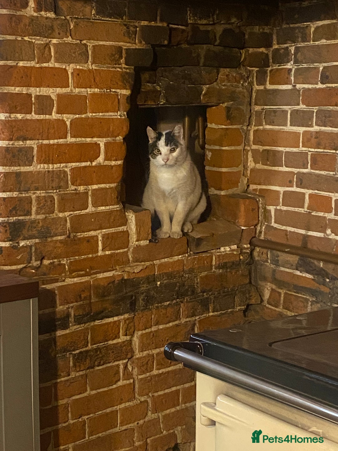 Mixed Breed cats for sale: Looking for a forever home for 10year old milo  - Advert 2