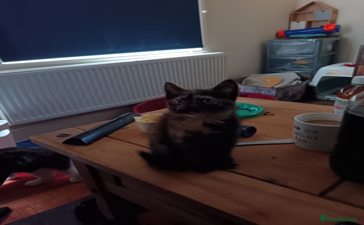 Mixed Breed cats - Advert 4