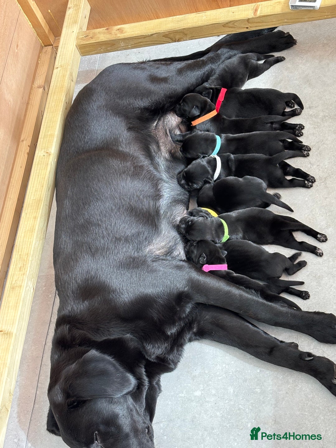 Labrador Retriever dogs for sale: 9 beautiful KC registered pedigree black lab pups - Image 9