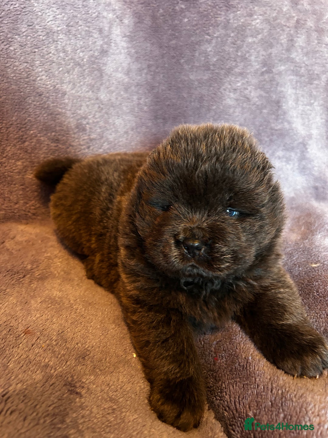 Chow Chow dogs for sale: Stunning chow chow puppies  - Advert 32