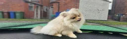 Pomeranian dogs for sale: Super fluffy small cream sable pomeranians - Advert 5