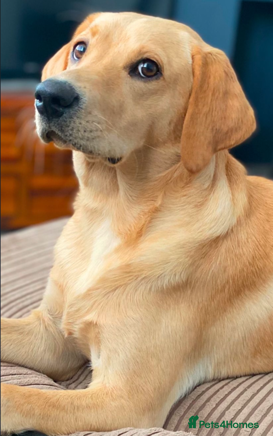 Goldador dogs for sale: 🐾7 Beautiful Labrador x Retriever Puppies🐾 - Advert 5