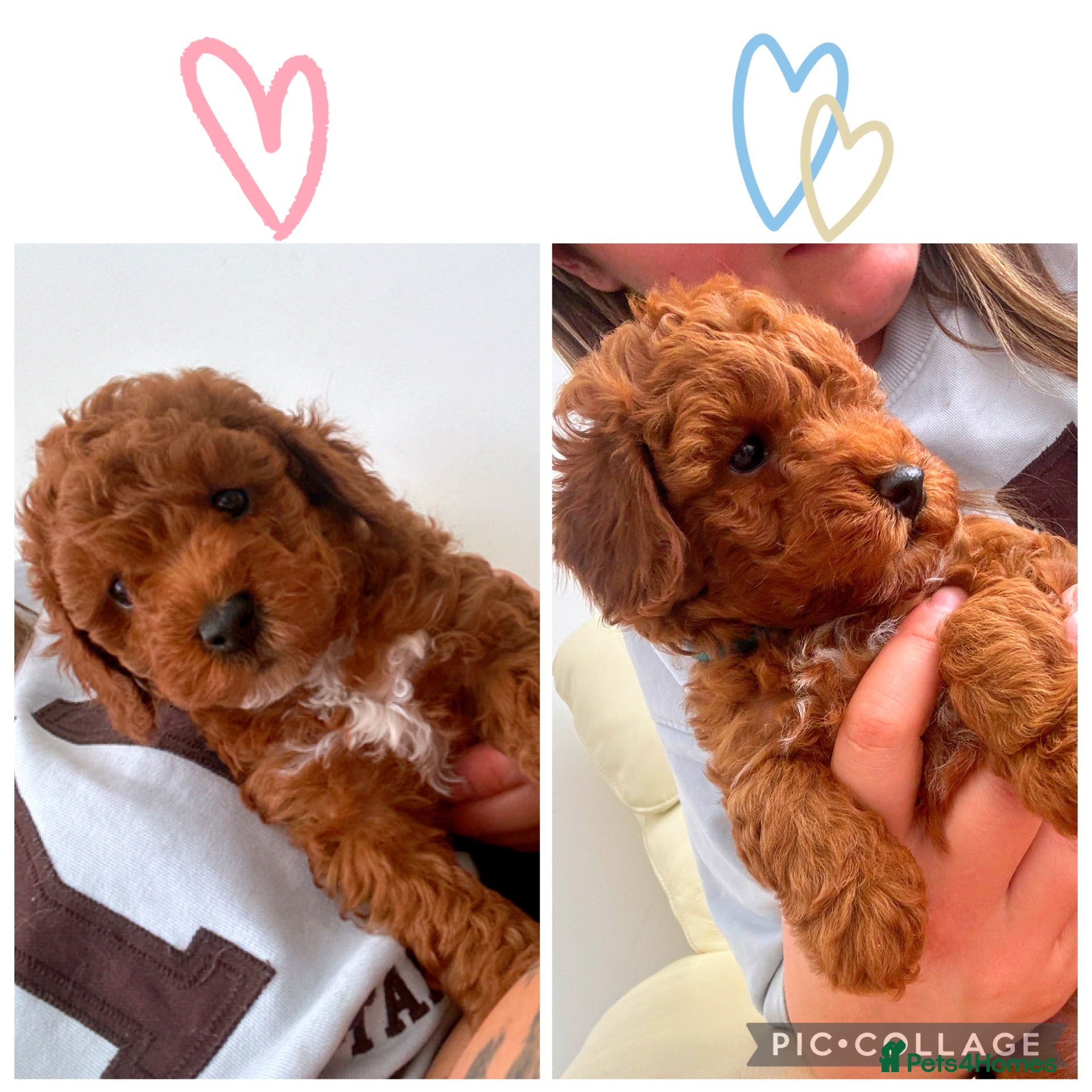 Toy Poodle dogs ✨Deep Red Toy Poodle Puppies 🌟 - Advert 2