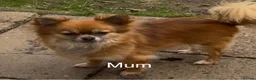Chihuahua dogs for sale: Chihuahua pups 1 girl 1 boy - Advert 7