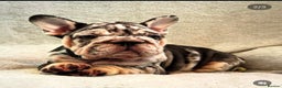 French Bulldog dogs for sale: Ready now-  Well bred, beautiful temperament pups - Advert 3