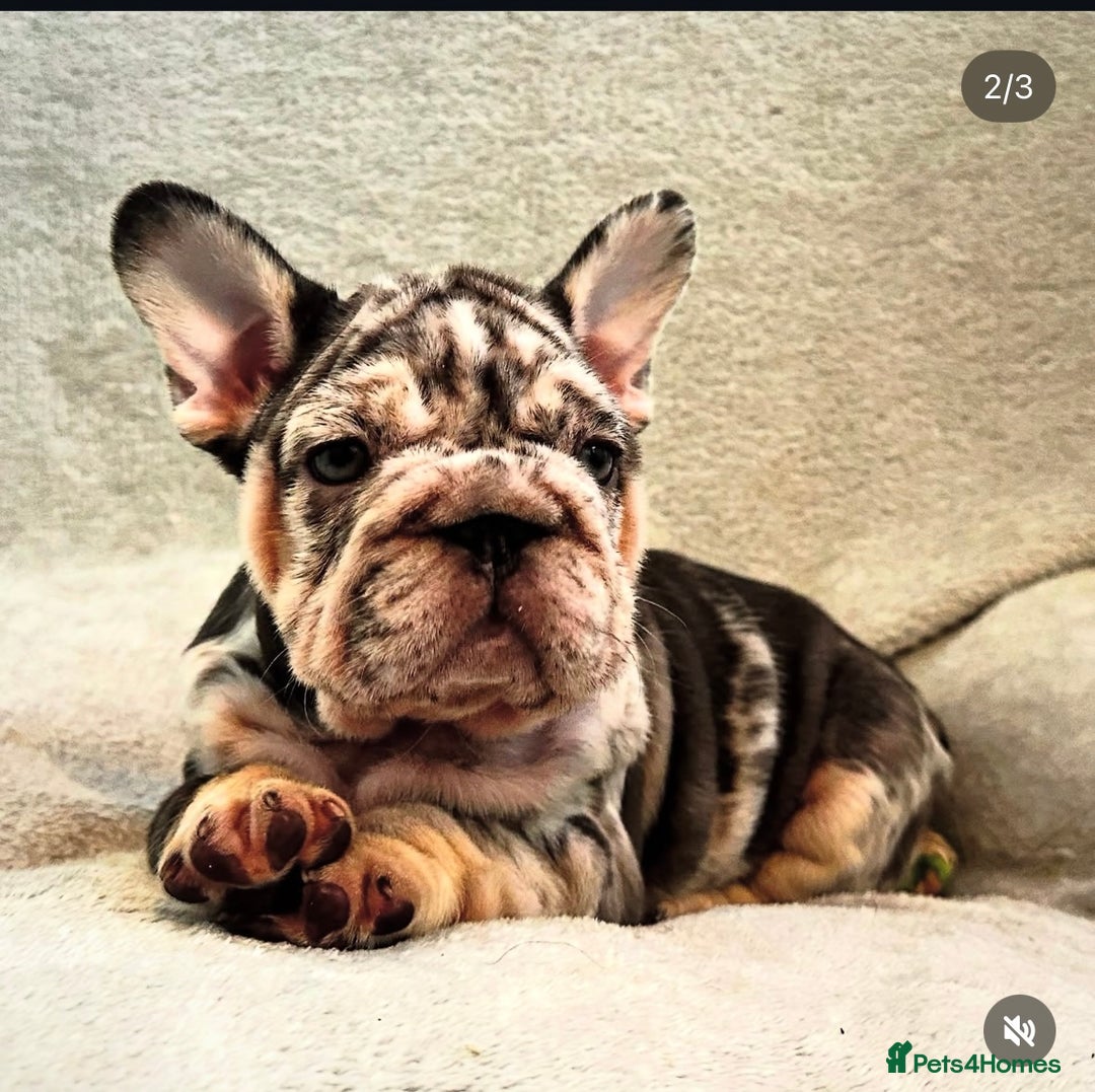 French Bulldog dogs for sale: Ready now-  Well bred, beautiful temperament pups - Advert 3