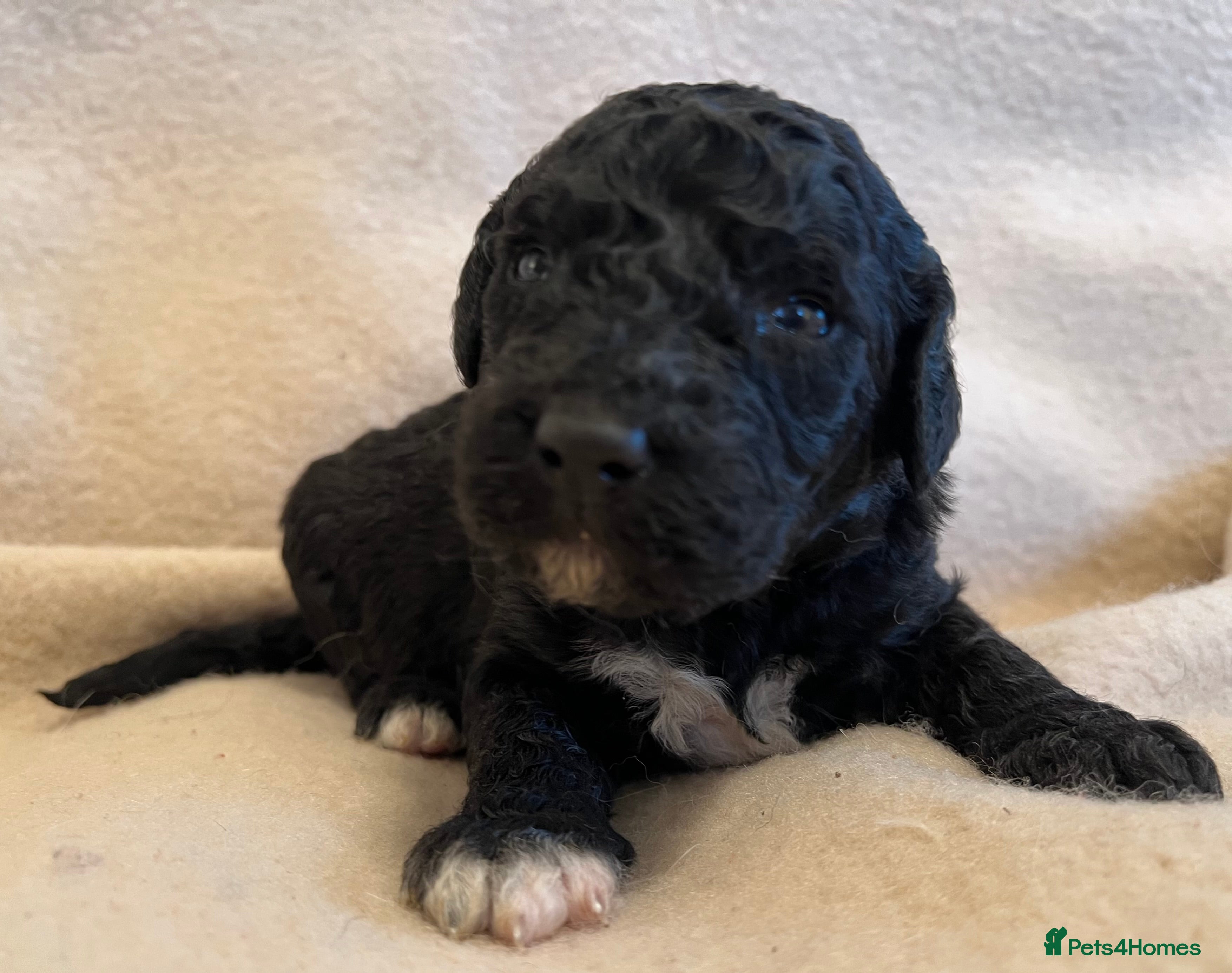 Goldendoodle dogs Goldendoodle puppies - Advert 12