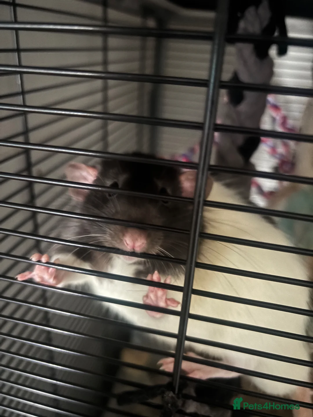Rat rodents for sale: Two 5 month old male rats  in Paignton - Advert 6