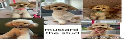 Mini Goldendoodle dogs for sale: 🐶💛 F1 GOLDENDOODLE PUPPIES – NOW HERE! 💛🐶 in Doncaster - Advert 3