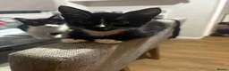 Mixed Breed cats for sale: 3 b+w males and 1 tabby female for sale - Advert 7