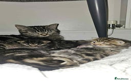 Brazilian Shorthair cats for sale: Tabby Cats  - Image 4
