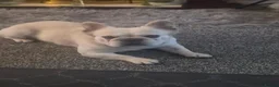 French Bulldog dogs for stud: Dog for stud - Advert 3