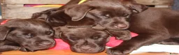 Labrador Retriever dogs for sale: Puppies arrived 12/02/2026 - Advert 32