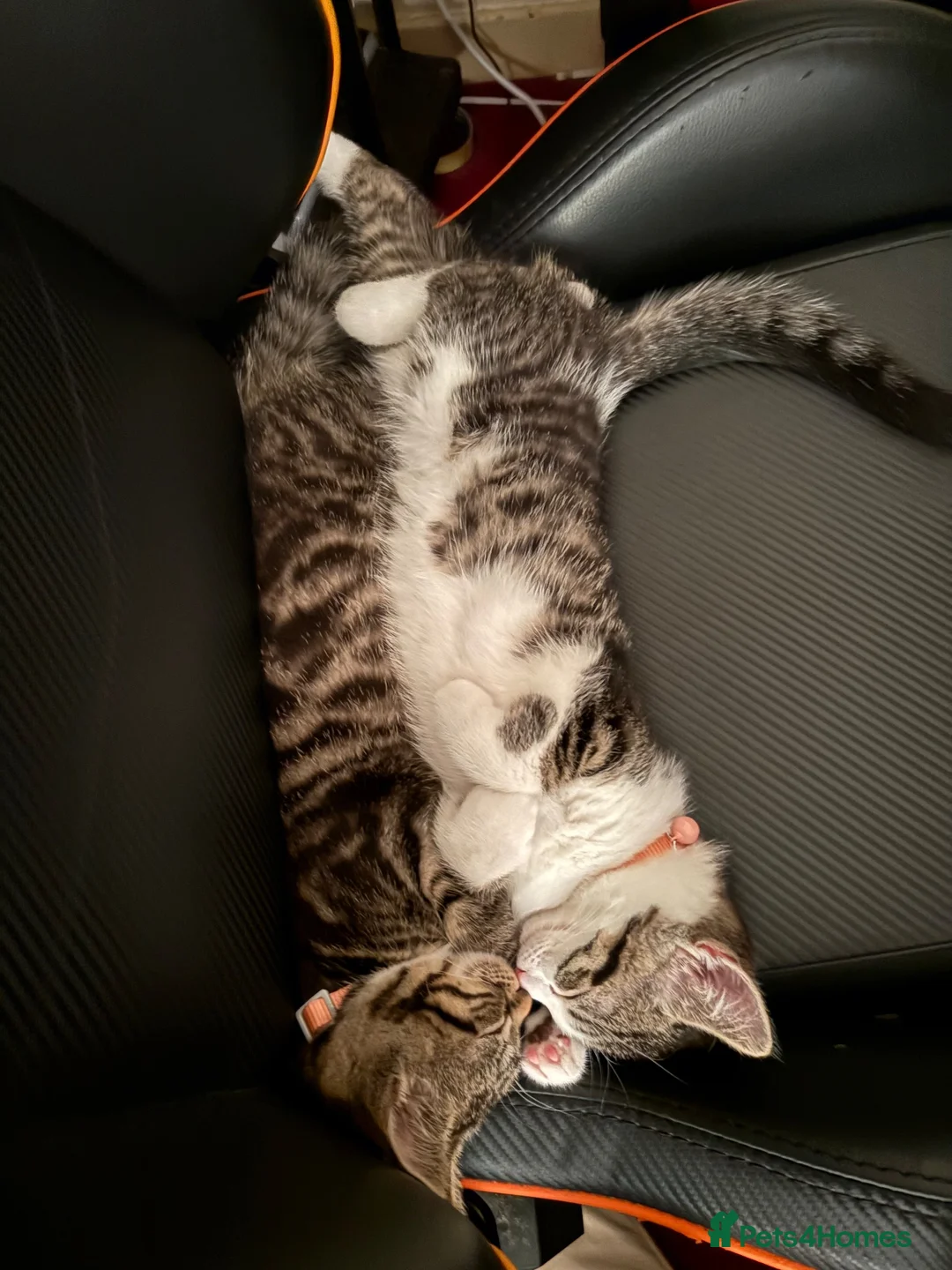 Mixed Breed cats for sale: Two kittens for rehoming - Advert 1