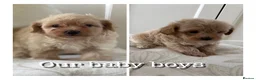 Maltipoo dogs for sale: Korean maltipoo - Advert 3
