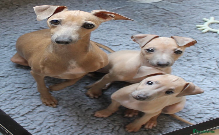 Italian Greyhound dogs - Advert 3