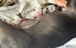 French Bulldog dogs for sale: Best sofa needed  - Image 5