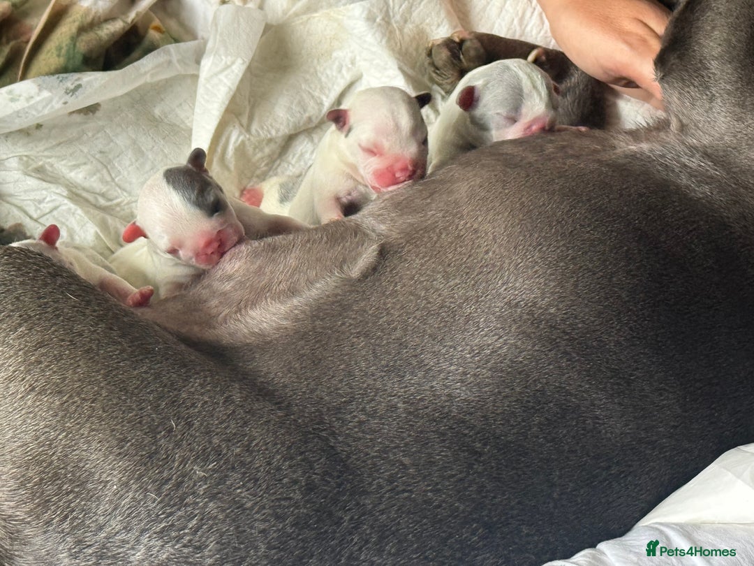 French Bulldog dogs for sale: Best sofa needed  - Image 5