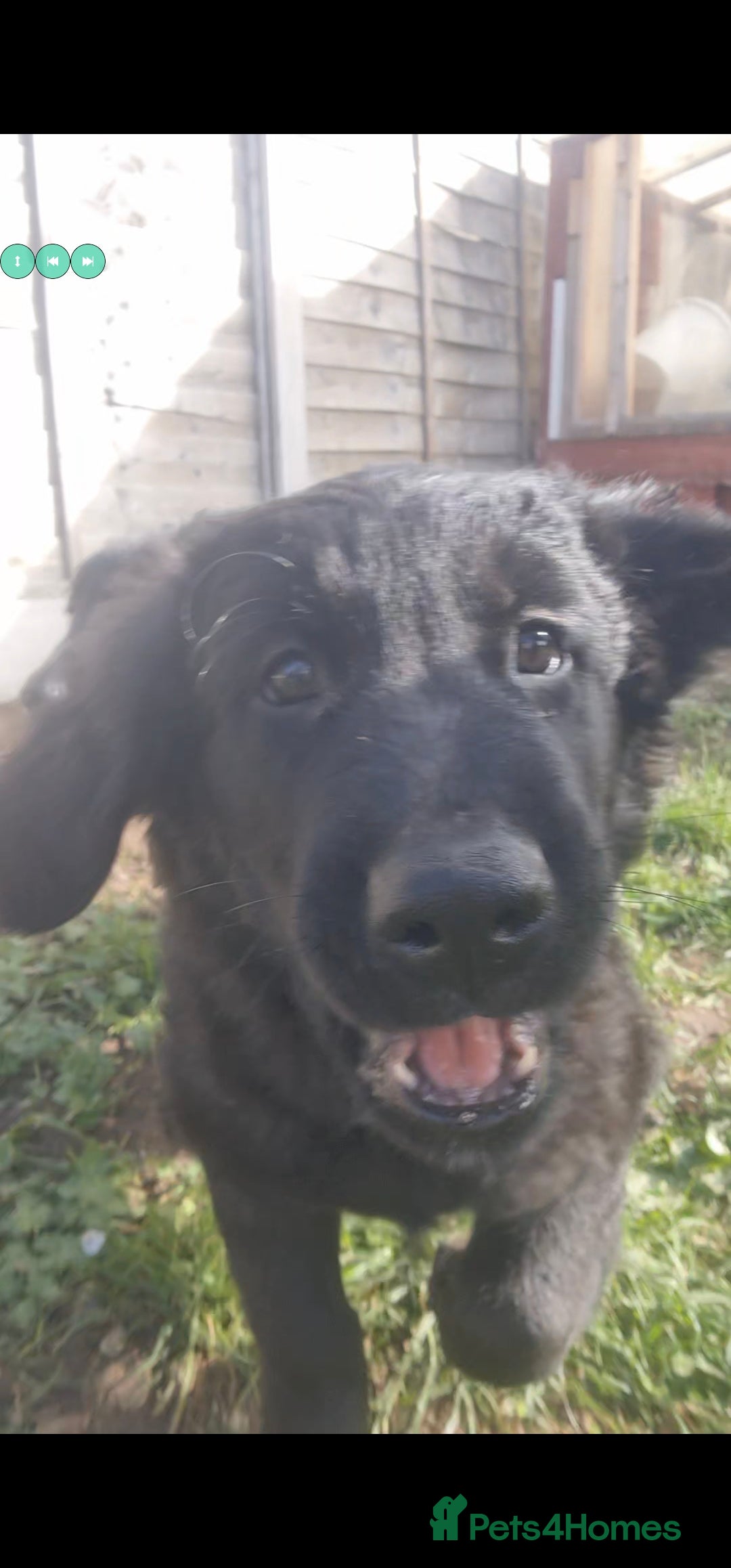 Mixed Breed dogs for sale: ✨ Gorgeous Black Golden Shepherd Puppies  - Image 10