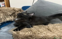 Bombay cats for sale: Only 1 beautiful kitten left 🌹☺️ - Image 6