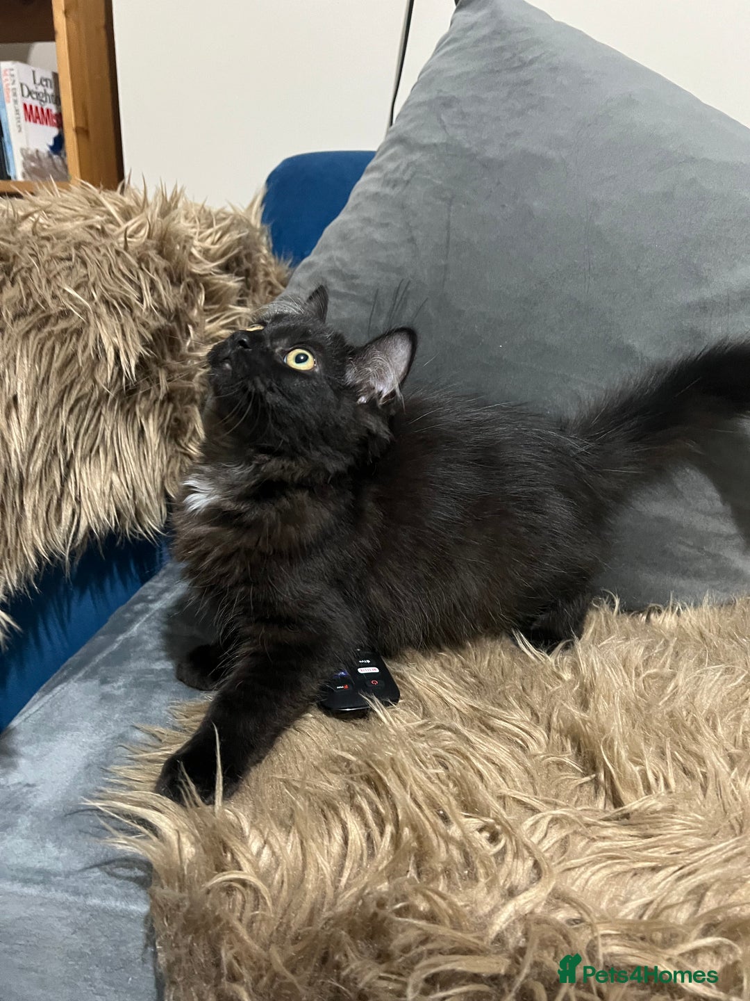 Bombay cats for sale: Only 1 beautiful kitten left 🌹☺️ - Image 6