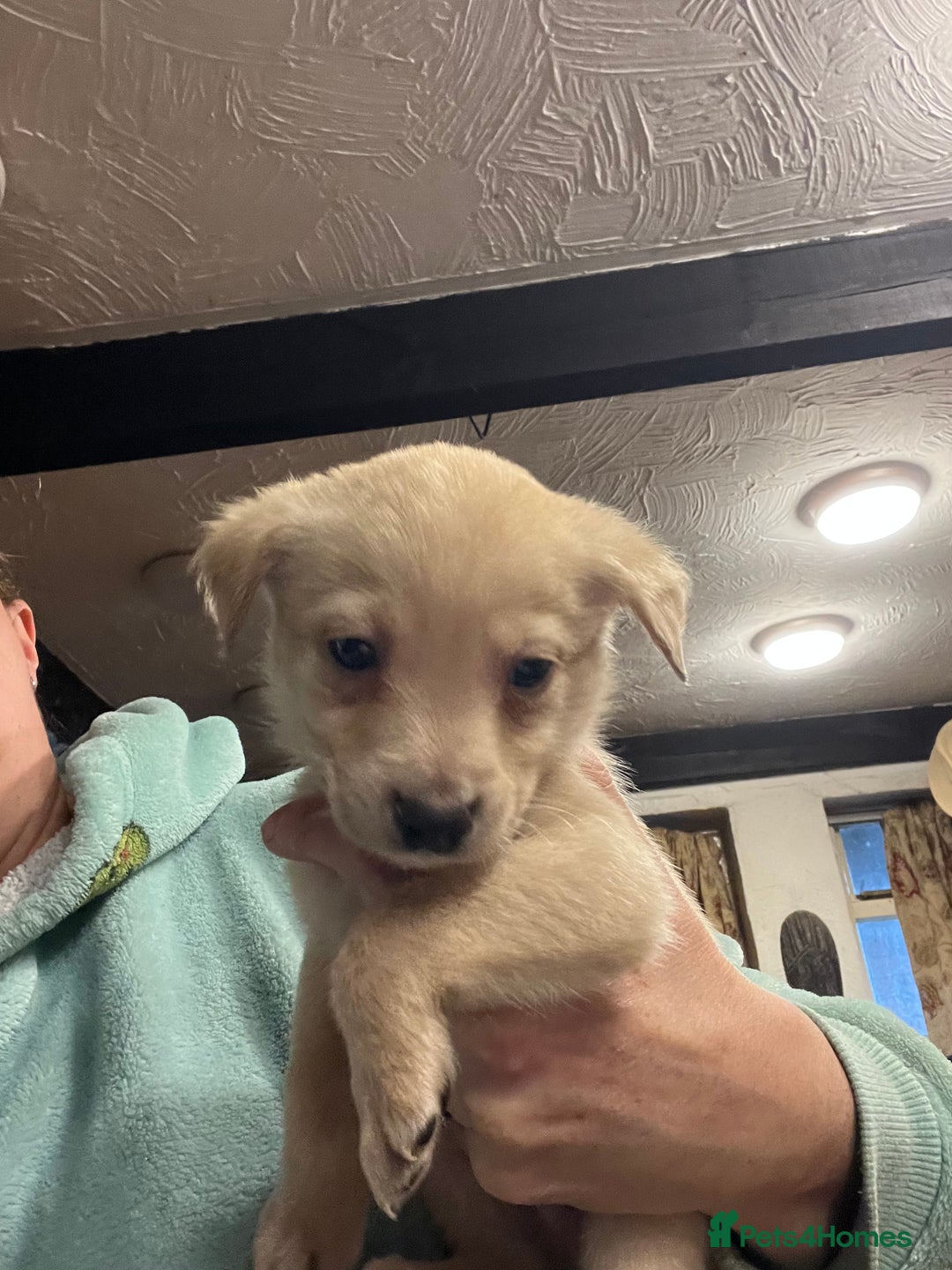 Labrador Retriever dogs for sale: Adorable Labrador puppies  - Advert 18