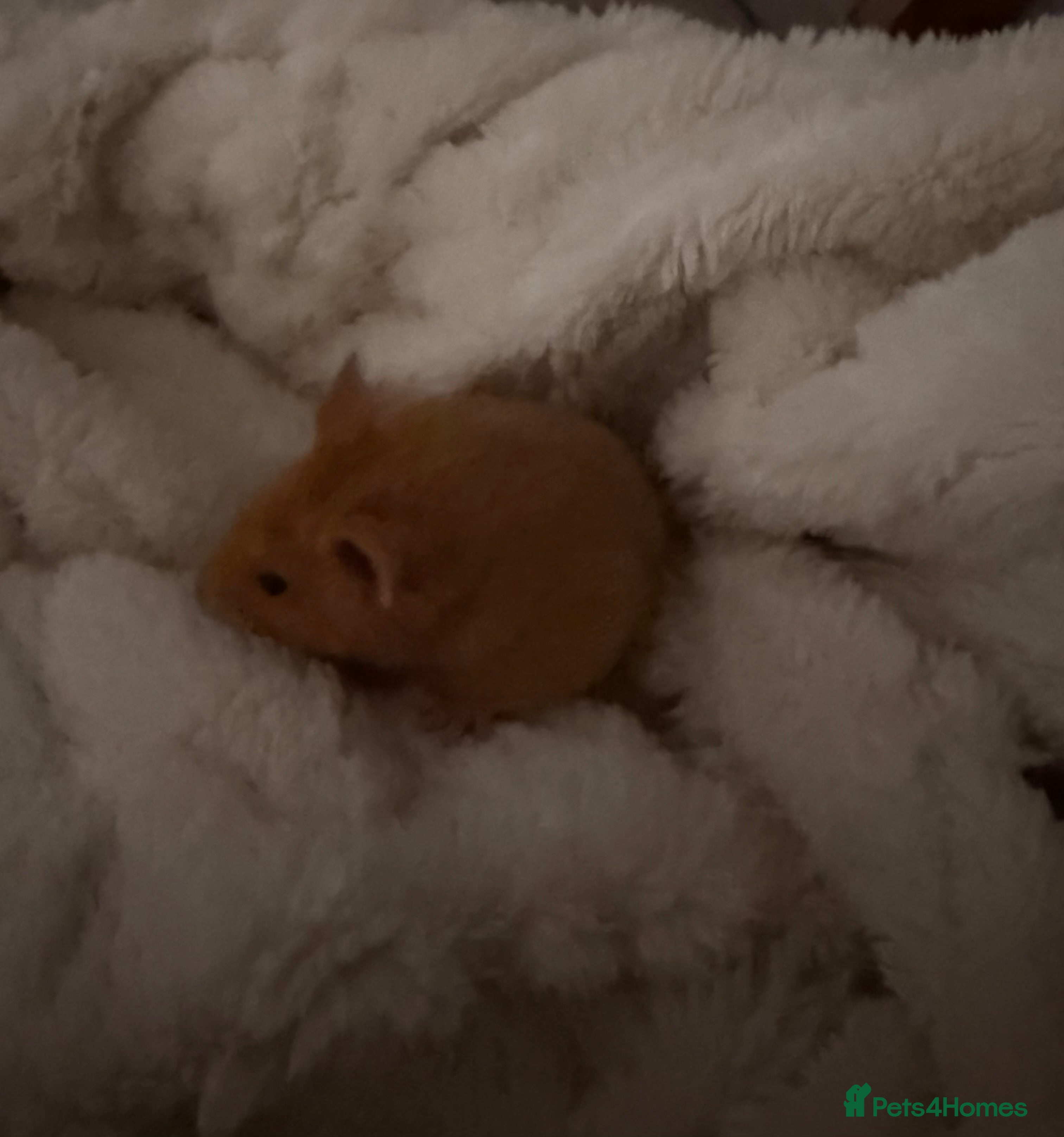 Hamster rodents Golden syrian hamster  - Advert 9