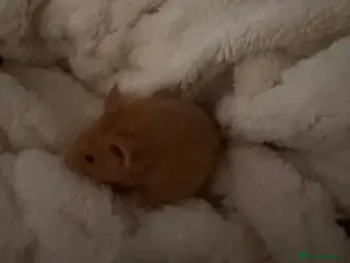 Hamster rodents Golden syrian hamster - Advert 9