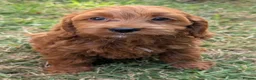 Cockapoo dogs for sale: Beautiful red pups from health tested parents - Advert 19