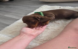 Miniature Dachshund dogs for sale: Miniature dachshund boy available  - Image 17