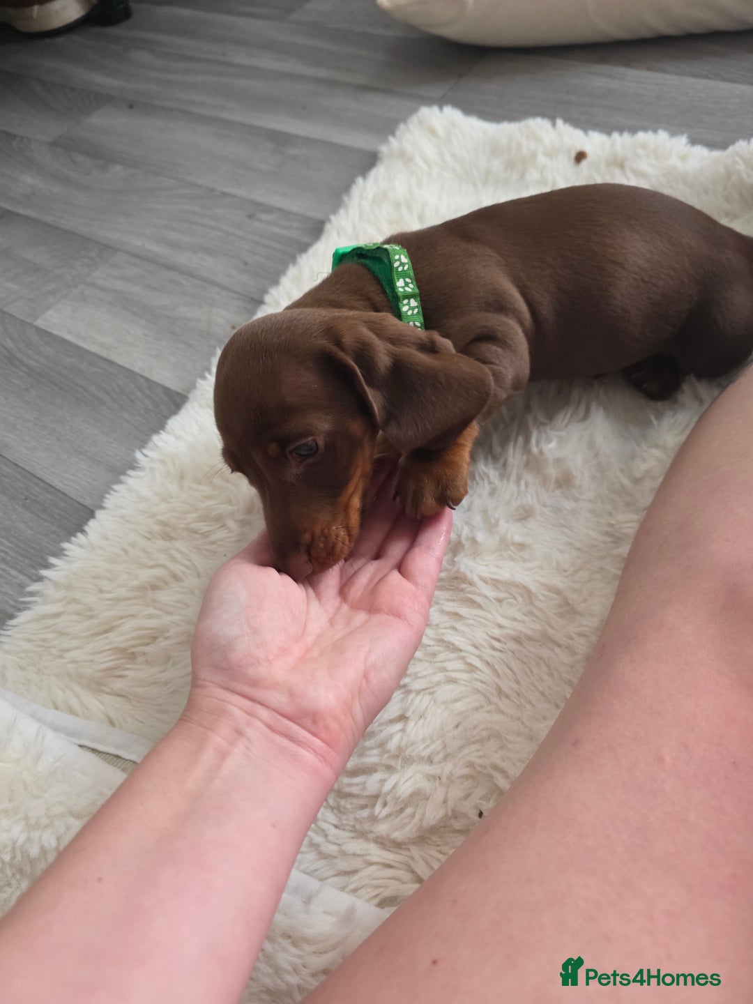 Miniature Dachshund dogs for sale: Miniature dachshund boy available  - Image 17