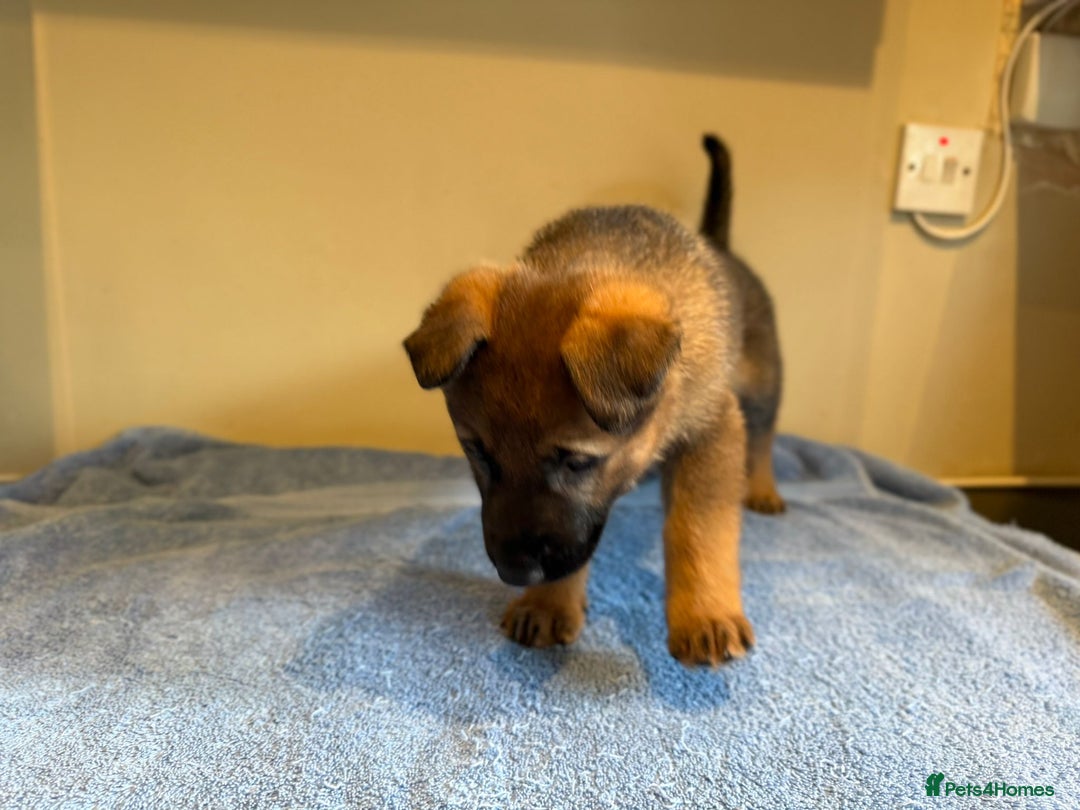 German Shepherd dogs for sale: German shepherd puppies  - Advert 11