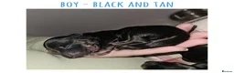 Miniature Dachshund dogs for sale: 7 miniature dachshund puppies  - Advert 7