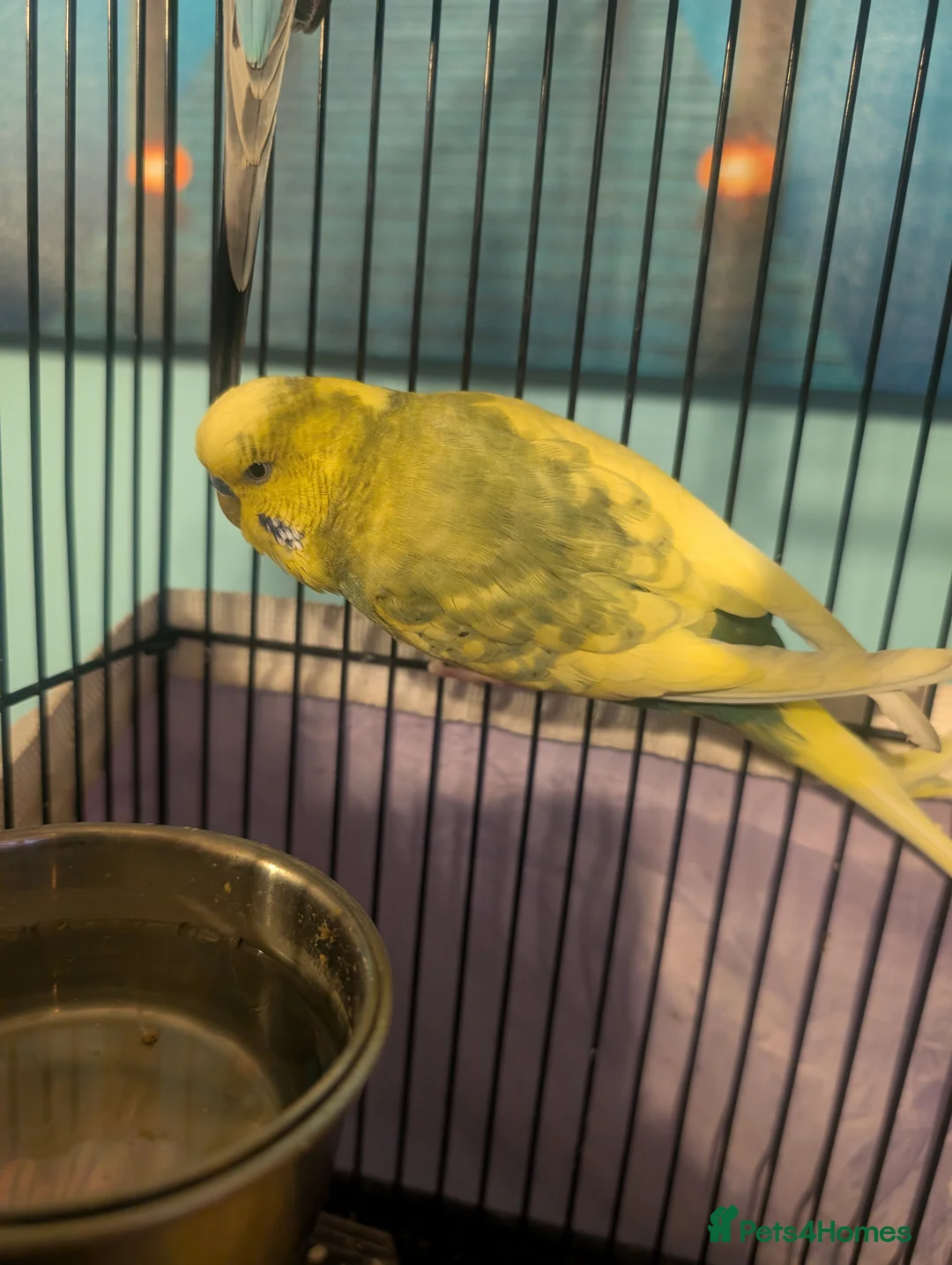 Budgerigars birds for sale: Male & Female pair of budgies  - Advert 1