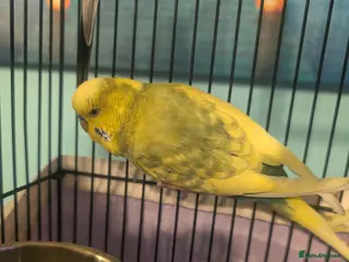 Budgerigars birds Male & Female pair of budgies - Advert 20