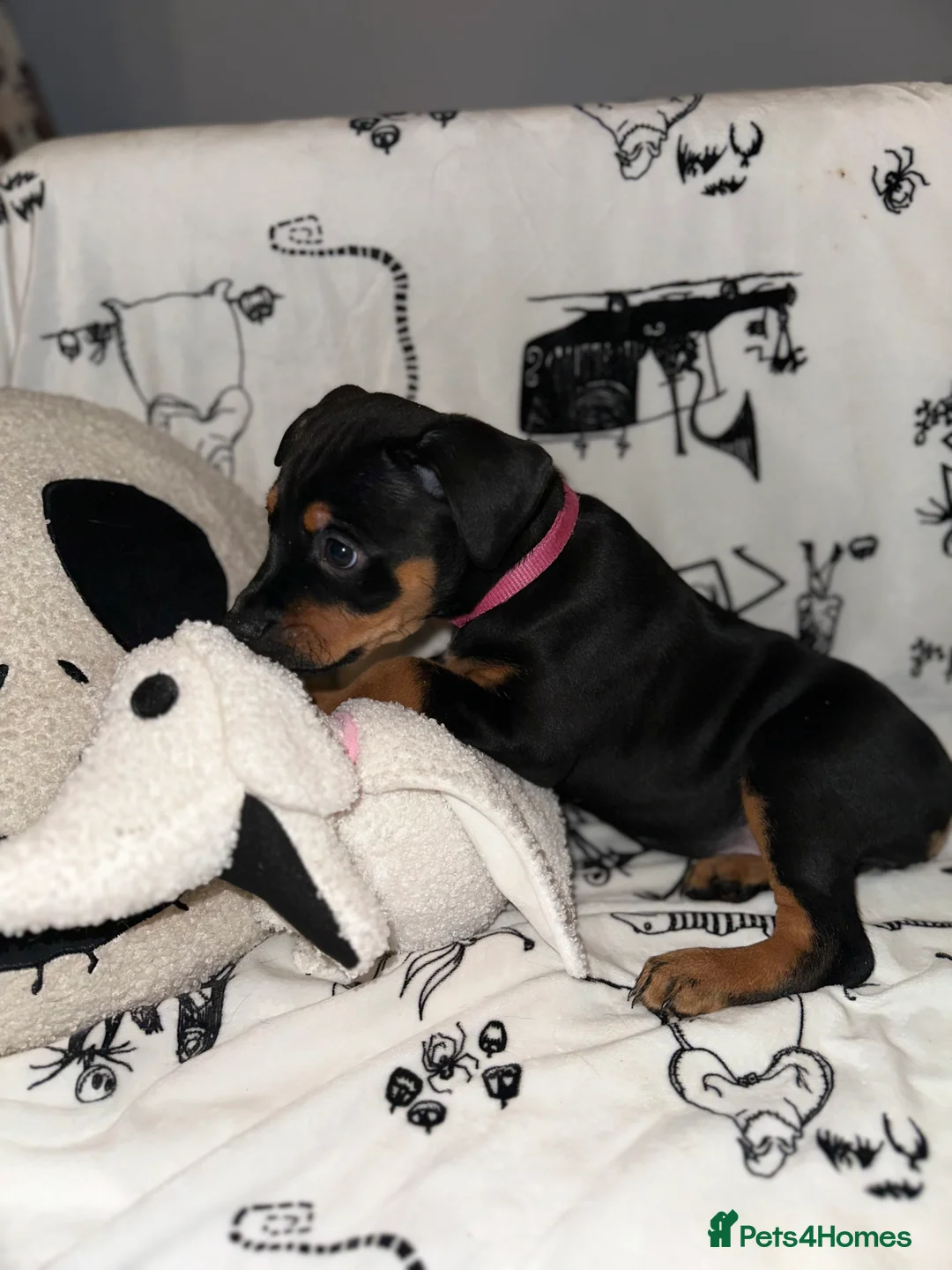 Mixed Breed dogs for sale: 10 Rottweiler cross Doberman pups - Advert 2