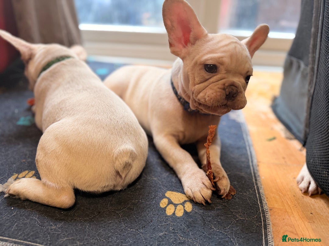 French Bulldog dogs for sale: Beautiful French Bulldog Puppies - Advert 22