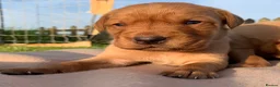 Labrador Retriever dogs for sale: Beautiful KC Labrador puppies - Advert 21