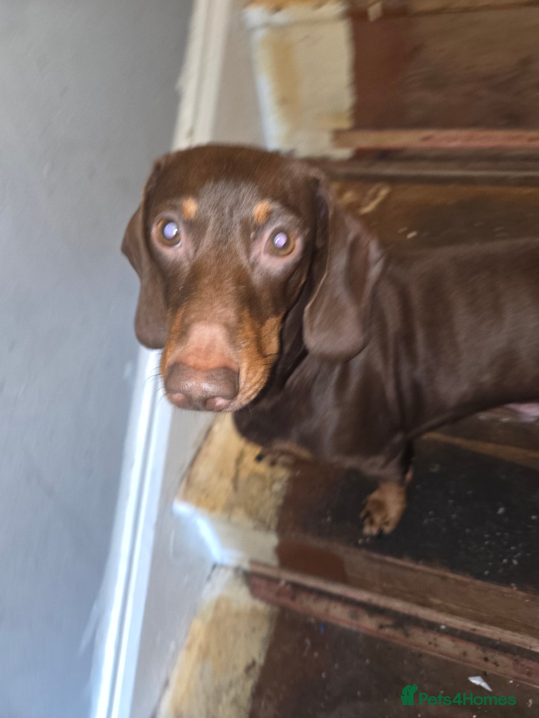 Miniature Dachshund dogs for sale: Miniature dacshund pups for sale - Image 19