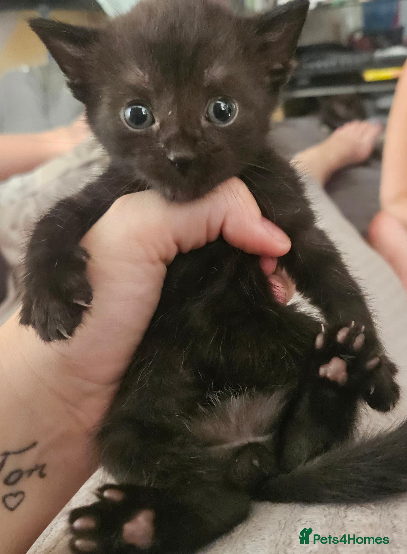 Domestic Shorthair cats 3 Beautiful Black Kittens - Advert 3