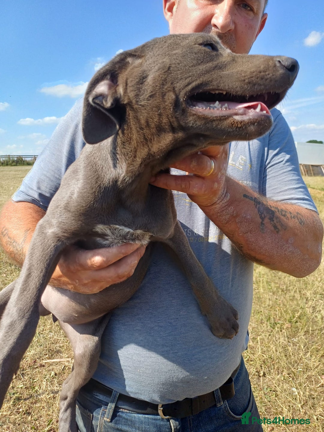 Mixed Breed dogs for sale: Texas Lacy Game Dogs - Image 2