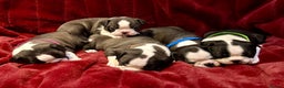 Boston Terrier dogs for sale: Boston Terriers for sale - Advert 2