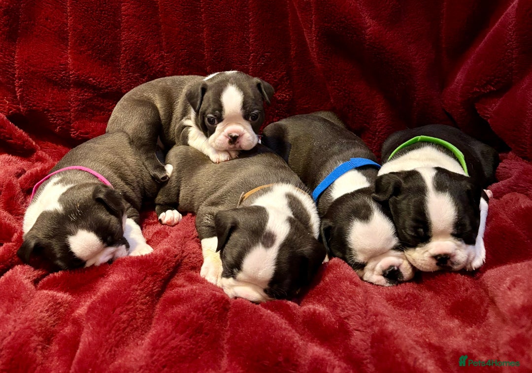 Boston Terrier dogs for sale: Boston Terriers for sale - Advert 2