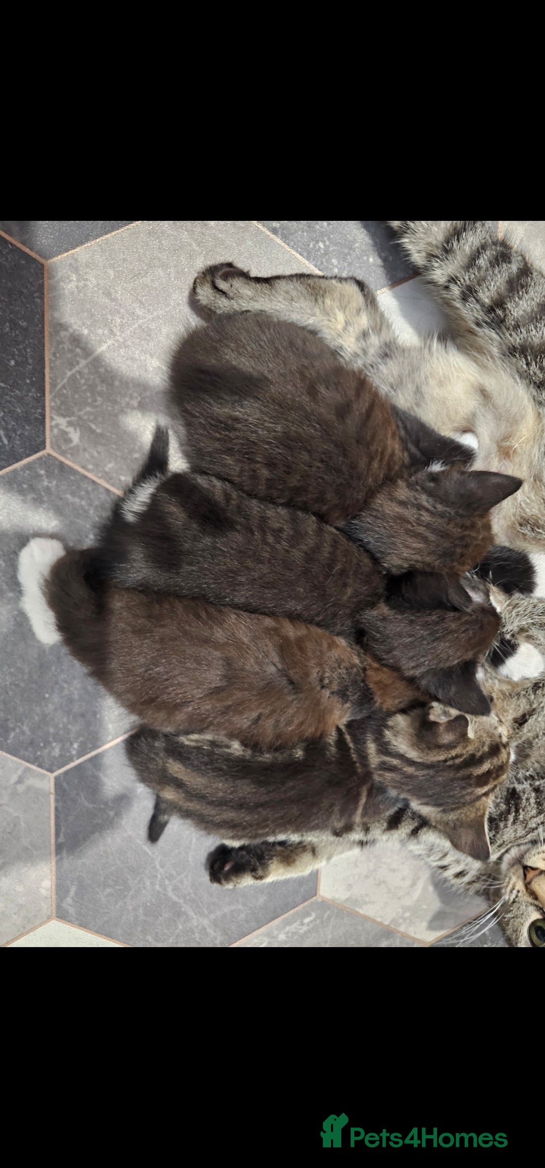 Mixed Breed cats for sale: 4 stunning bengal cross kittens ready 14/09/25 - Image 6