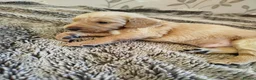 Cockapoo dogs for sale: Cockerpoo f2 - Advert 22