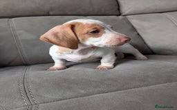 Miniature Dachshund dogs for sale: ✨ KC Piebald & Longhair Miniature Dachshund✨ - Image 3